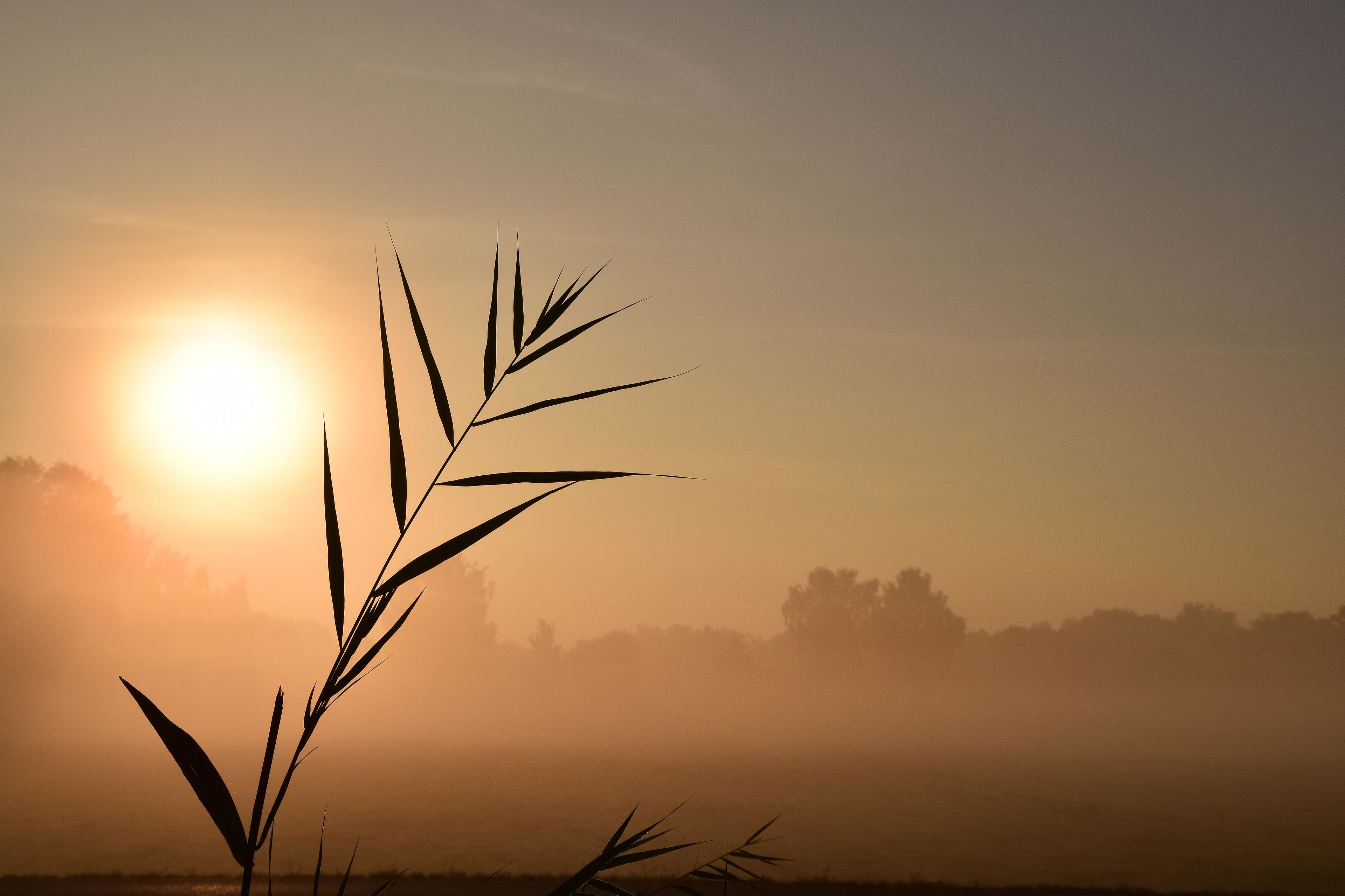 Sonnenaufgang an einem nebligen See